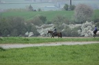 k-IMG 5006