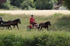 st-au-drIMG 5243
